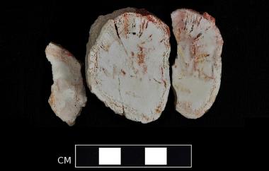 Conifer stem preserved by opal permineralization