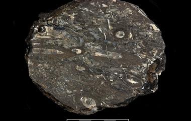 Palm nut permineralized in pyrite
