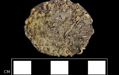 Icacina vine fruit stone permineralized in silica