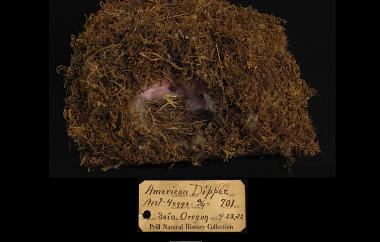 American Dipper nest