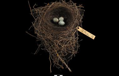 Gray Jay nest