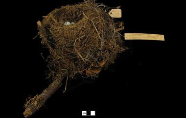 Cedar Waxwing nest