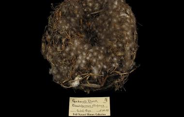 Gadwall nest