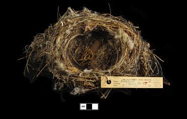 Western Kingbird nest