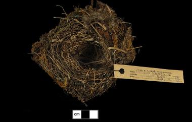 Dark-eyed Junco nest