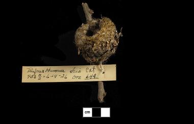 Rufous hummingbird nest