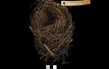 Savannah Sparrow nest