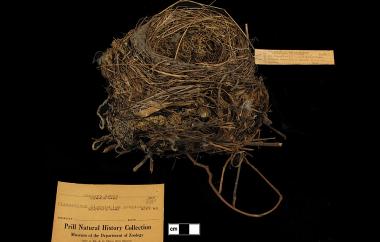 American Robin nest