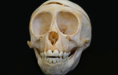 Macaca fuscata Japanese Macaque