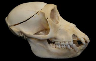 Macaca nemestrina Pig-tailed Macaque