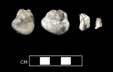 Silicified brachiopods