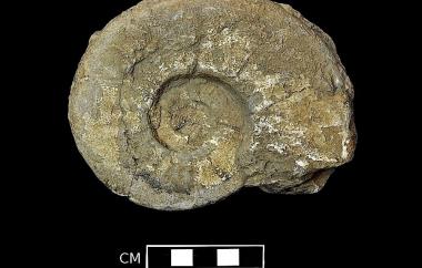 Ammonite