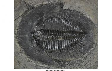 トリロバイト標本 Flickiaiyenne ouzregui Trilobites