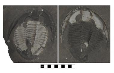 Trilobites