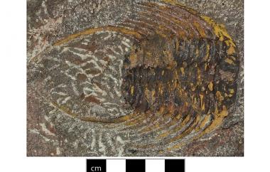 Trilobites