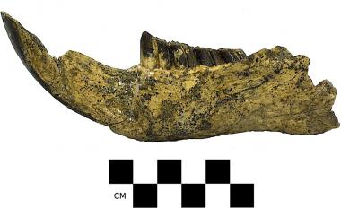 Beaver mandible