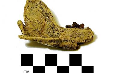 Fossil grison mandible