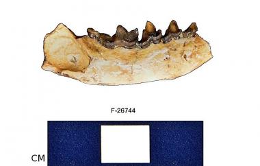 Fossil martin mandible, side two