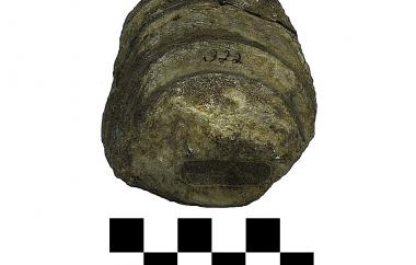 Fossil oyster upper valve