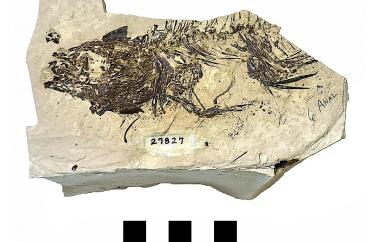 Fossil perch partial skeleton