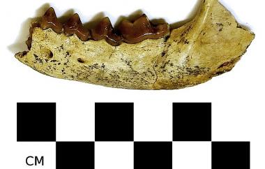 Fossil weasel mandible