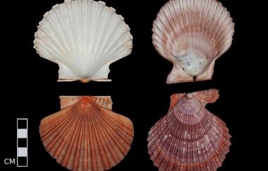 Scallops