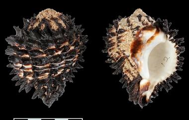 Root Murex
