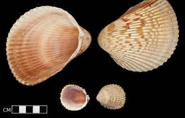 Cockles