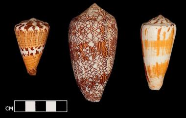 Cones
