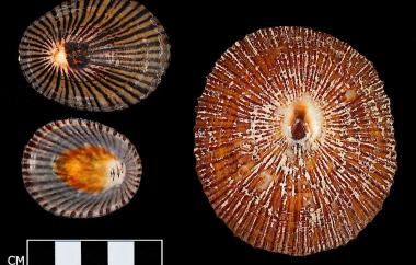 Limpets