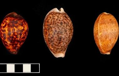 Cowries
