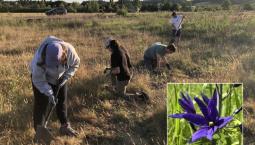 Four people dig in a field in search of camas.