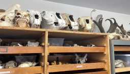 Fossils on shelves