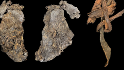 a crumpled piece of hide
