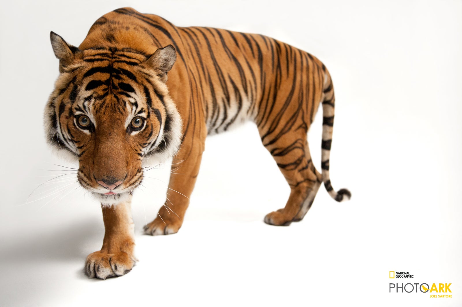 Photo Ark Photographs By Joel Sartore Museum Of Natural And Cultural History