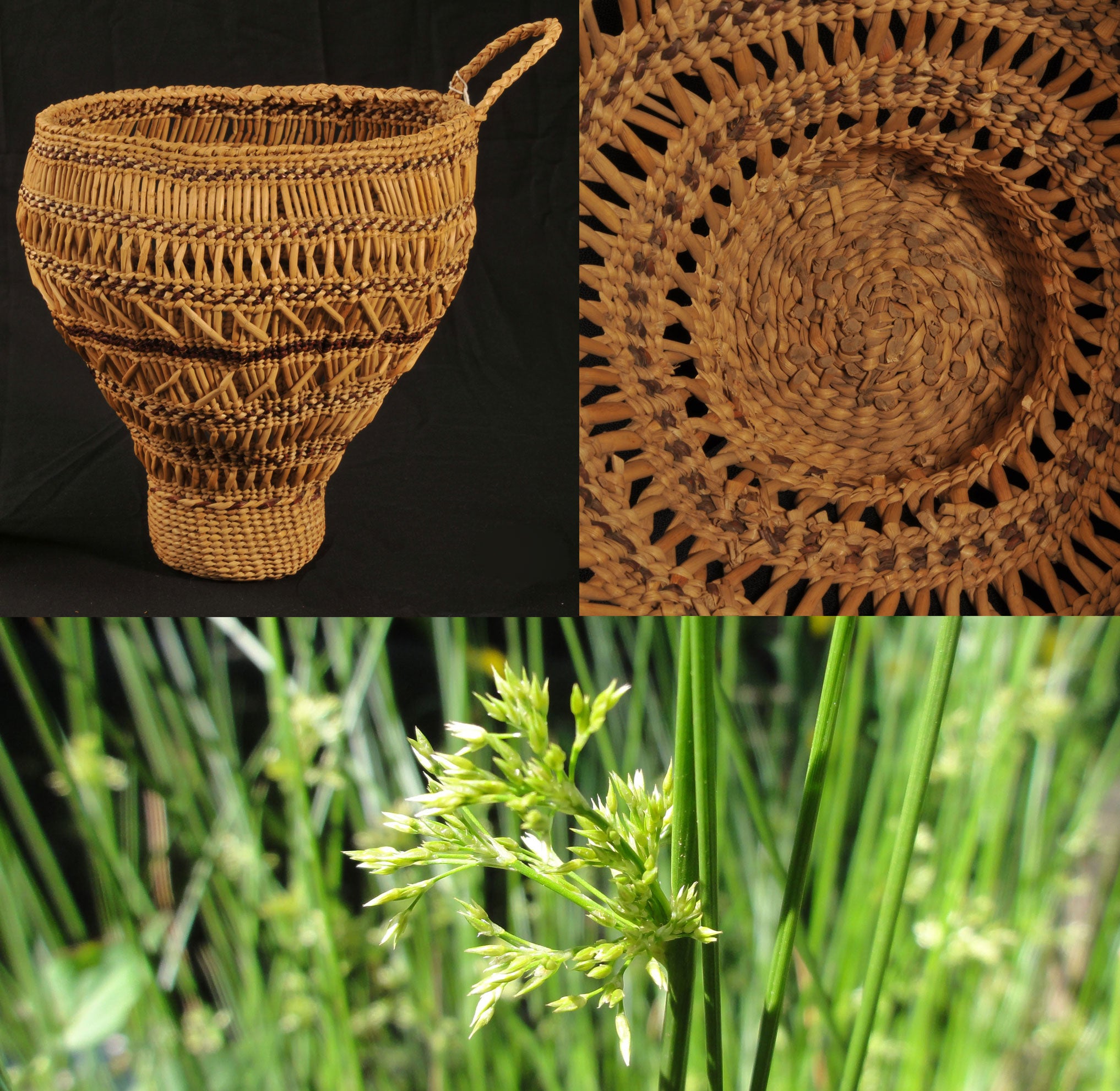Native Plants in Oregon Basketry Museum of Natural and Cultural History