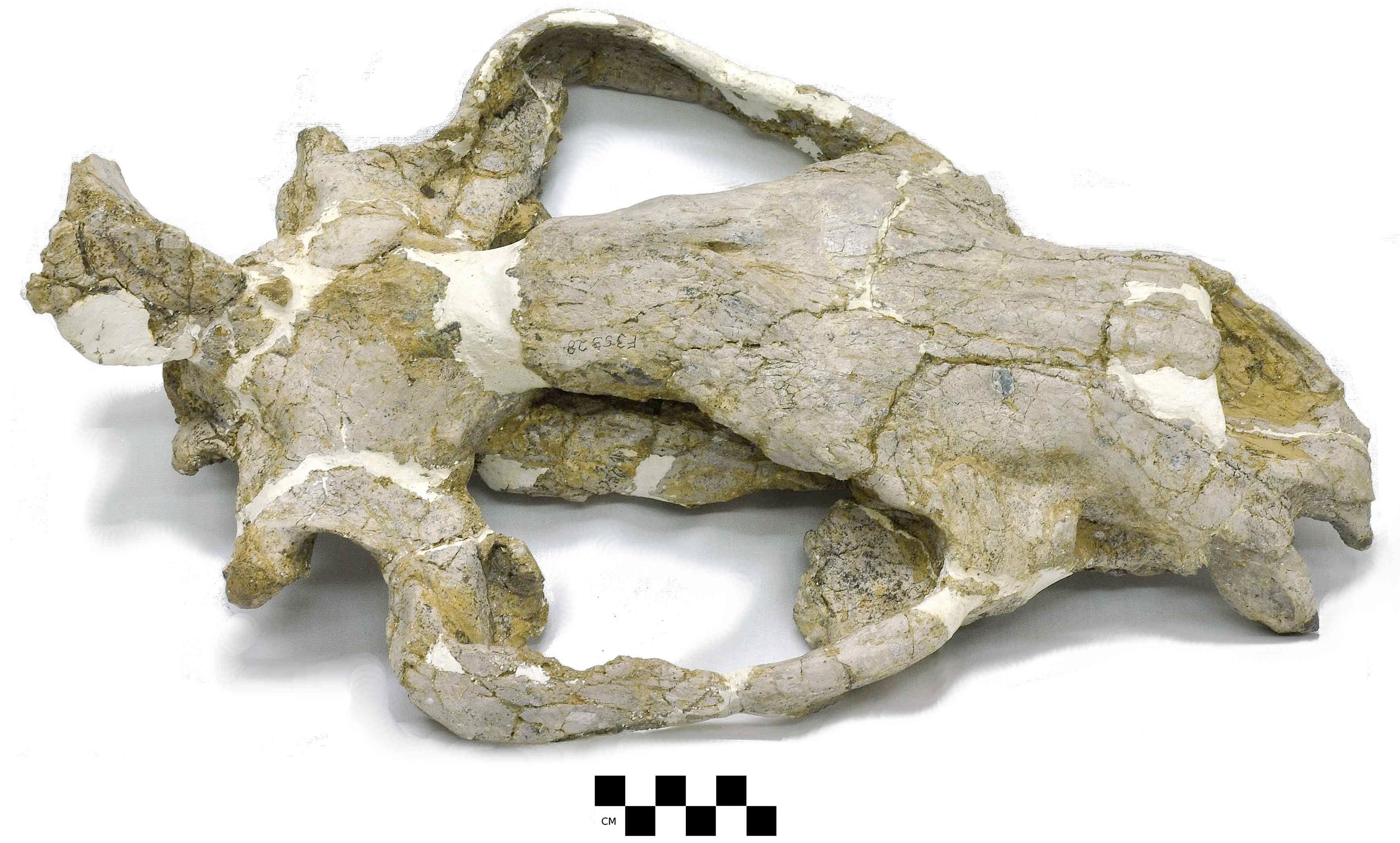 Fossil type specimens