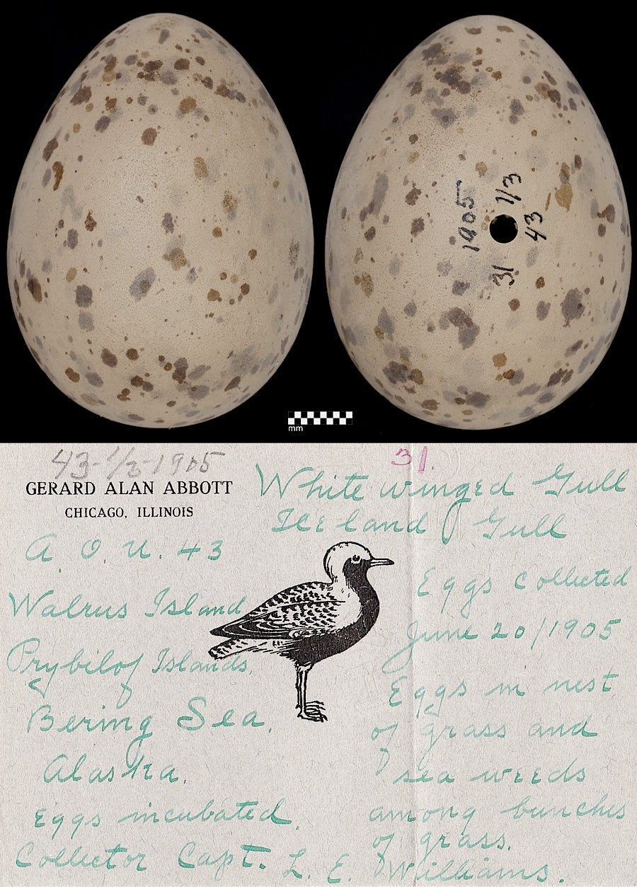 Birds' Eggs | Museum of Natural and Cultural History