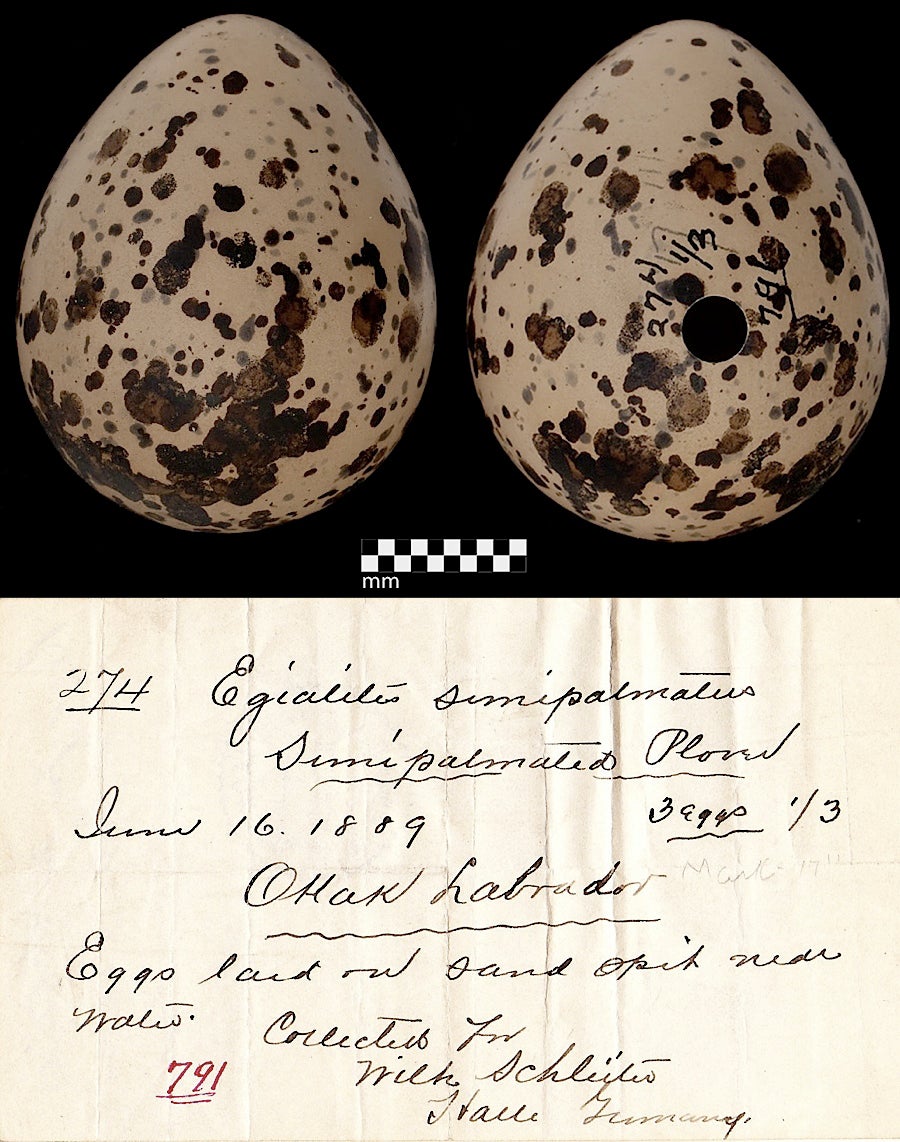 Birds' Eggs | Museum of Natural and Cultural History