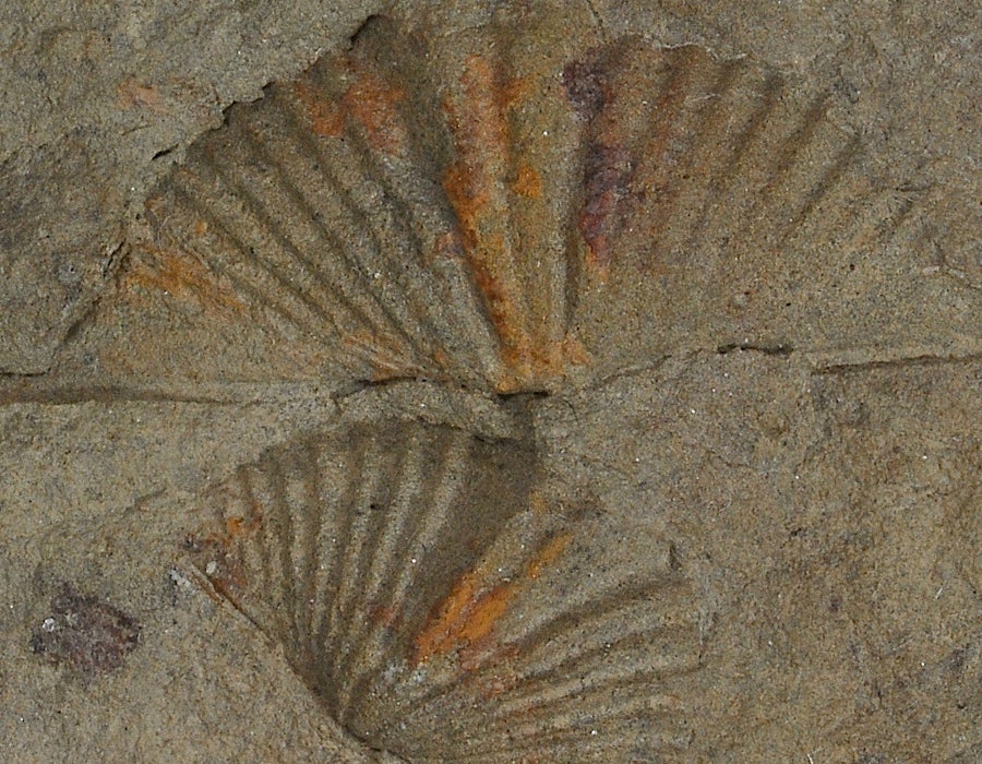 Brachiopod Fossils | Museum of Natural and Cultural History