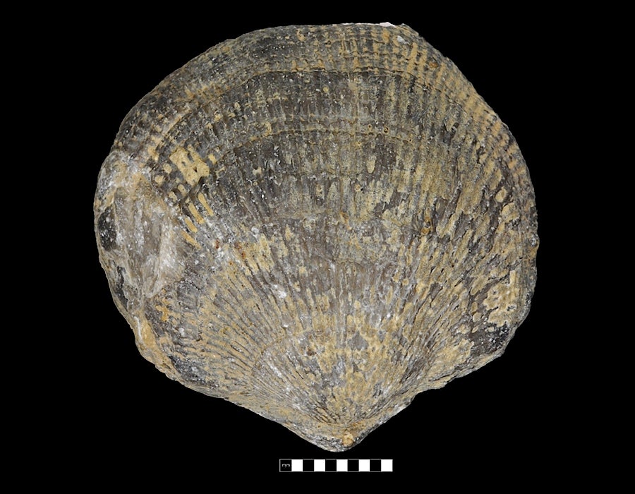 370 Million Years - Morocco Brachiopod Fossil Bagged/Labelled 