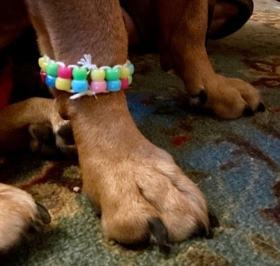 Genetic code bracelet on a dog's foot