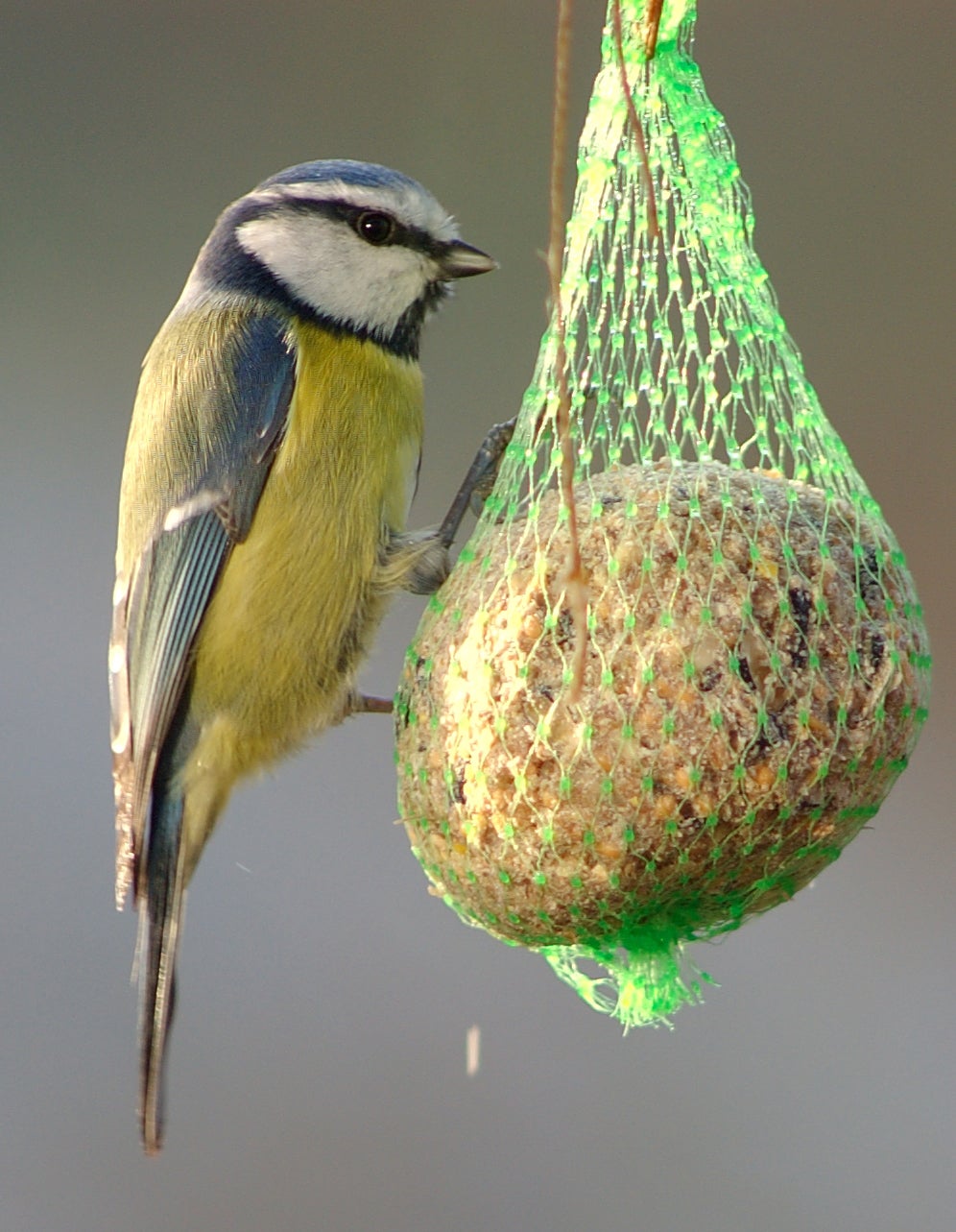 Bird at a homemade bird feeder