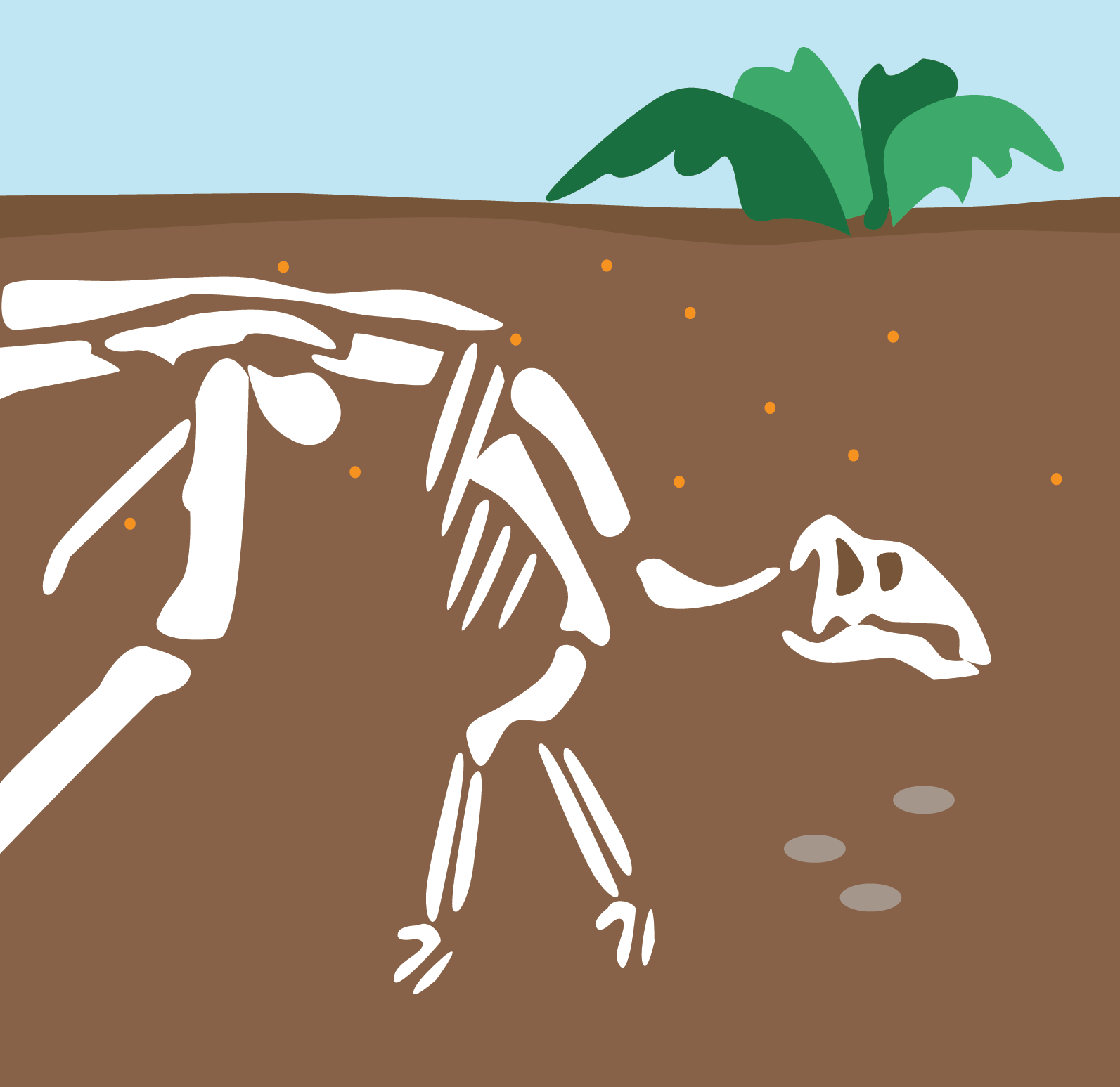 Drawing of a dinosaur skeleton