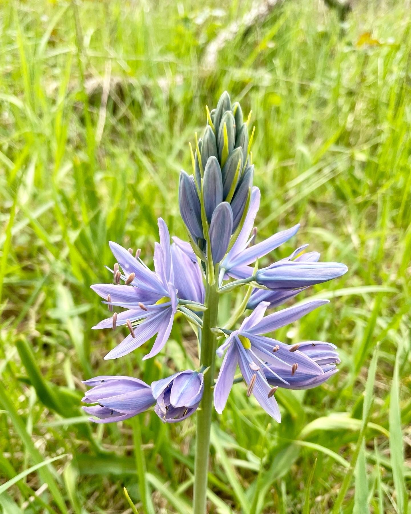 camas plant