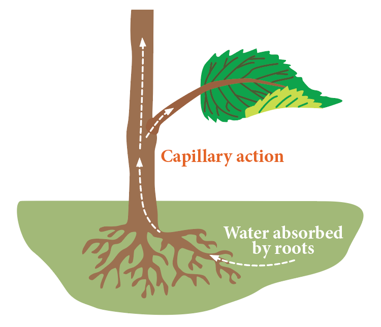 Drawing of capillary action happening in a plant.