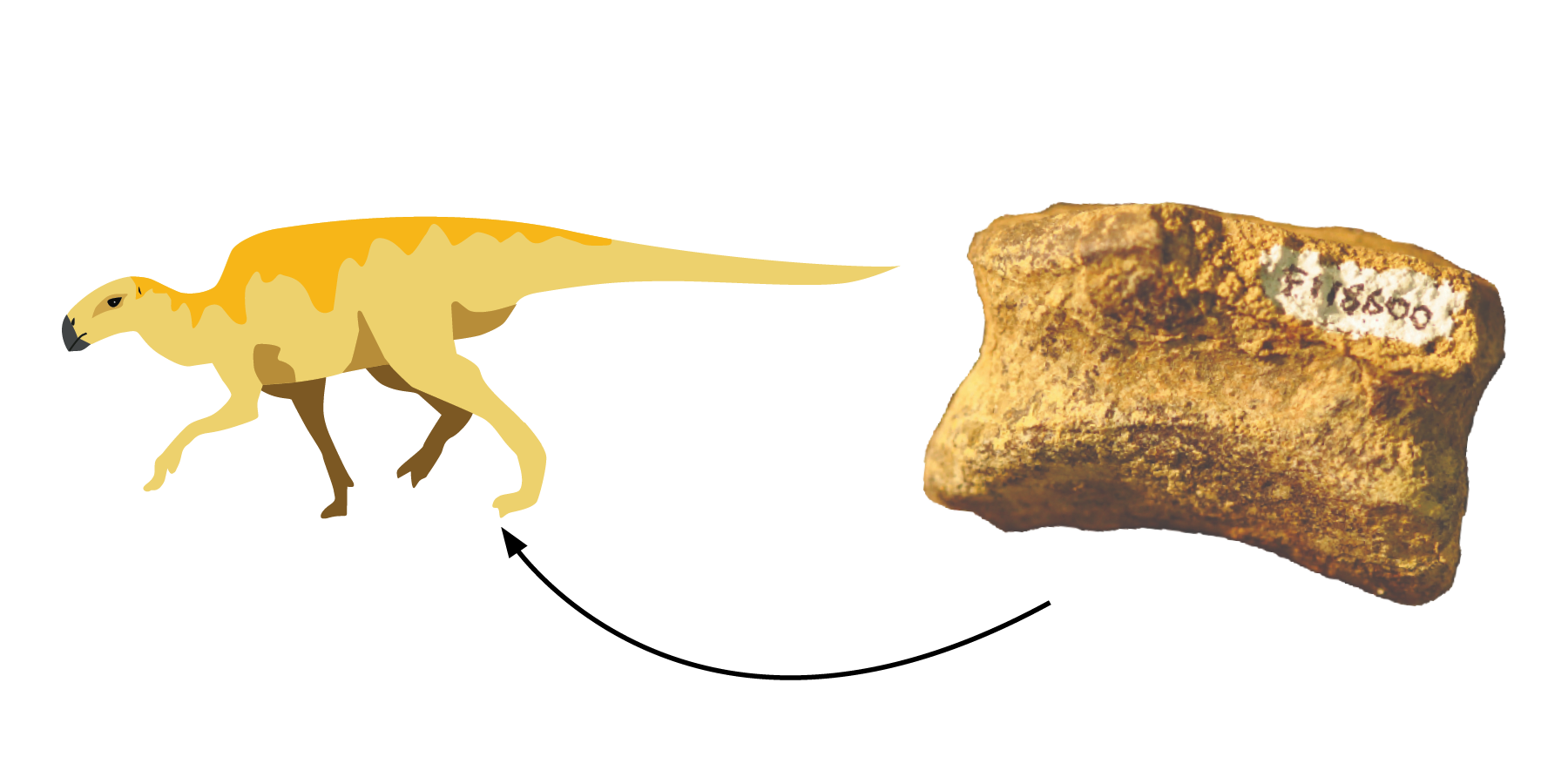 Dinosaur drawing a image of toe bone.