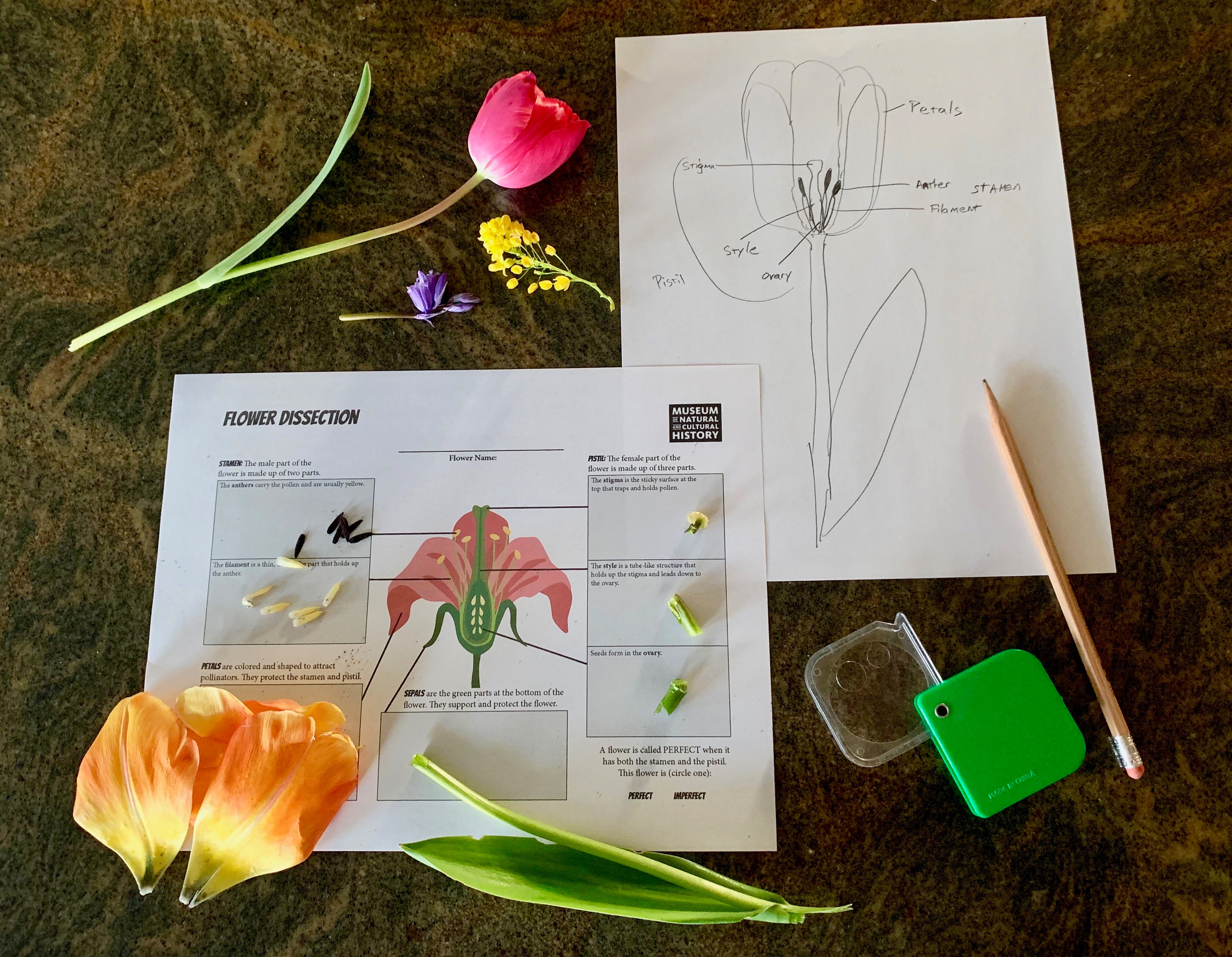 Flower parts, pencil and worksheets on a table. 