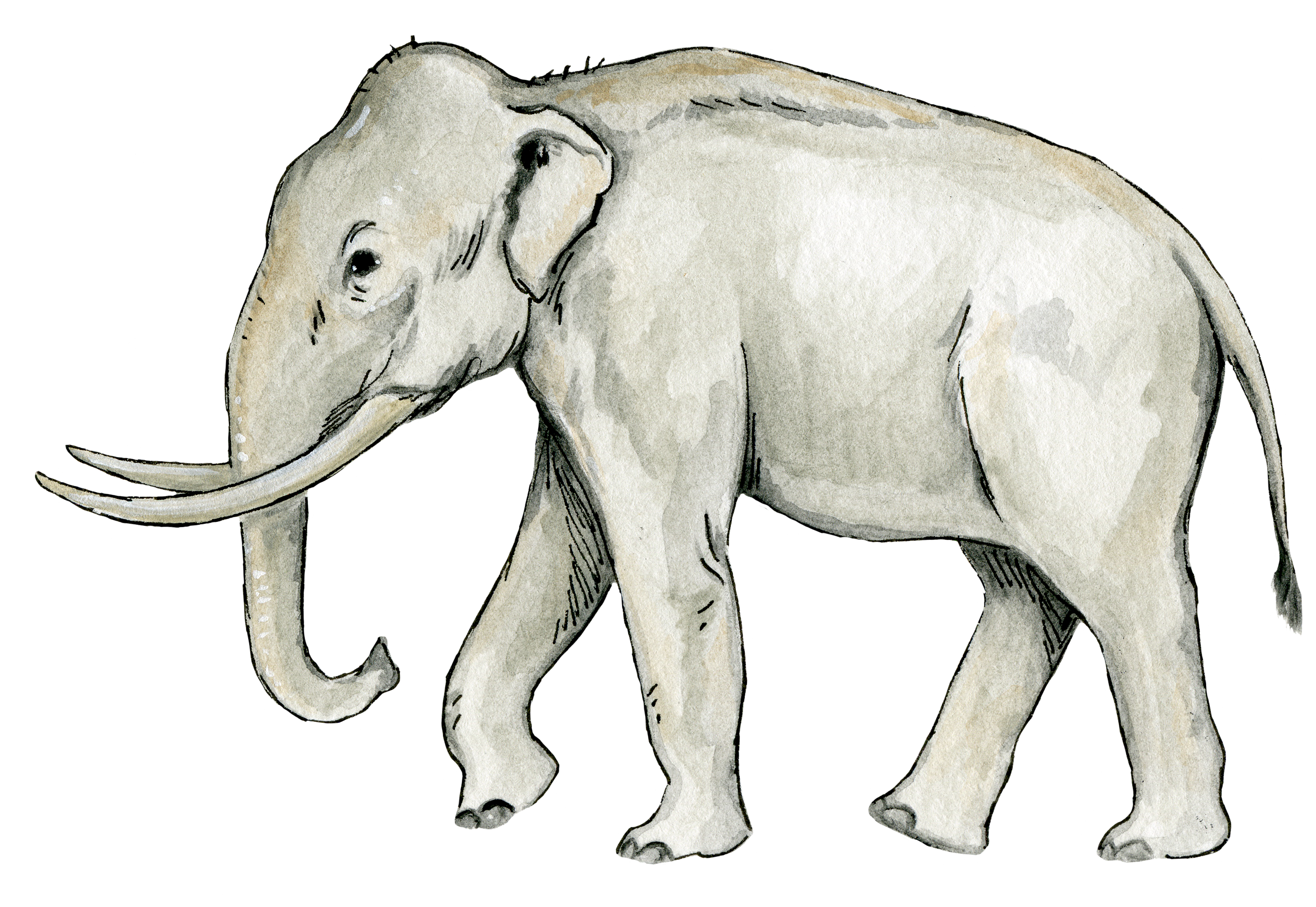 Mammoth illustration 