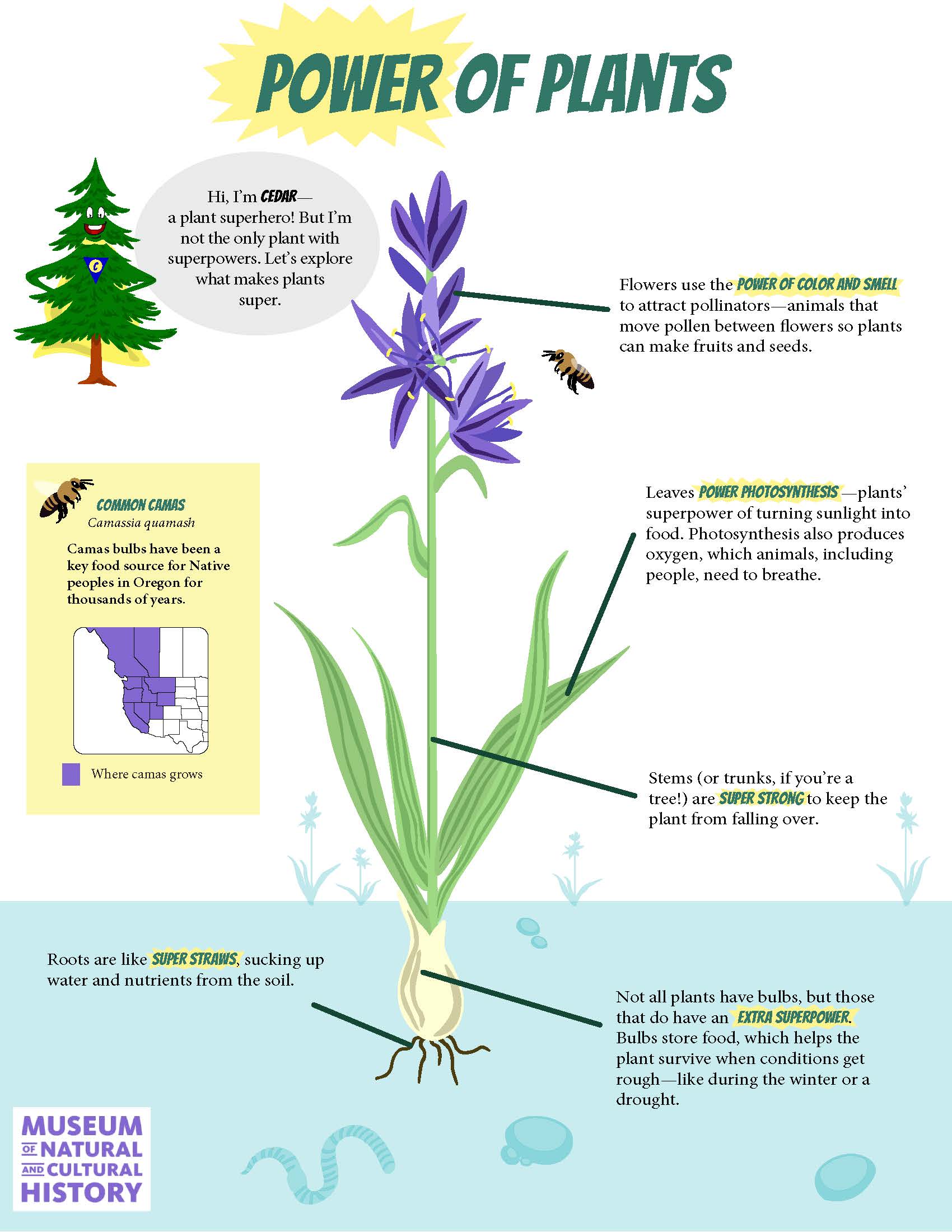 Drawing of a camas plant with text aroud it.